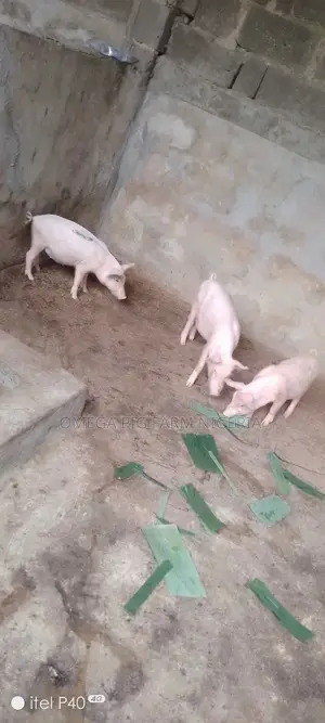 Male and Pregnant Pigs