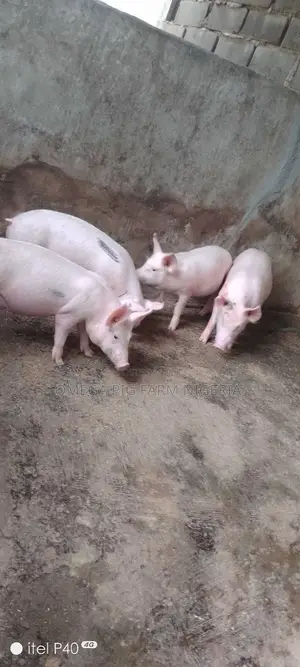 Male and Pregnant Pigs