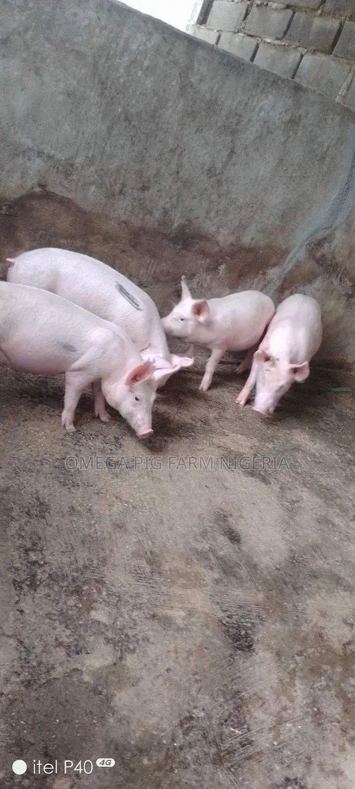 Male and Pregnant Pigs