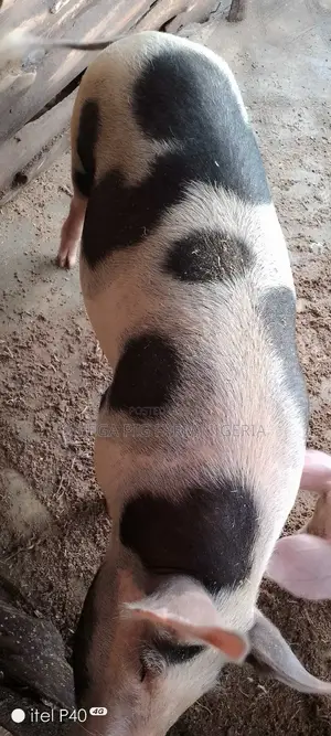 Male and Pregnant Pigs