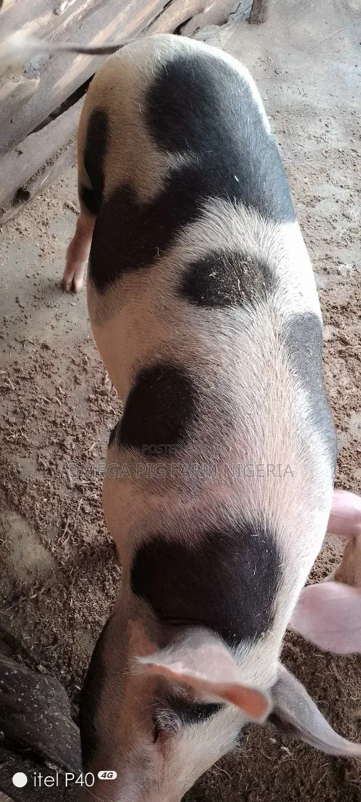 Male and Pregnant Pigs