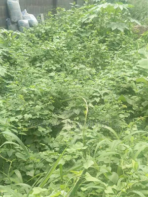 277sqm Virgin Land for Sale in Maplewood Estate Oko Oba Agege