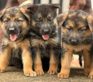 1-3 months Female Purebred German Shepherd