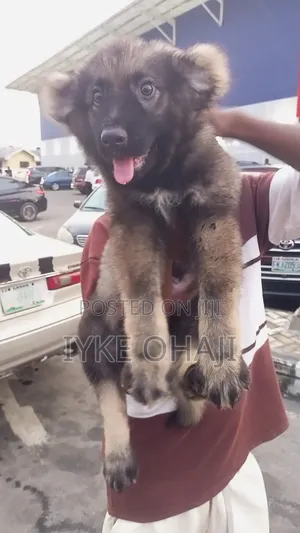 1-3 months Male Purebred Caucasian Shepherd