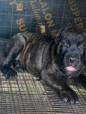 1-3 months Male Purebred Cane Corso