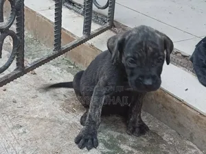 1-3 months Female Purebred Boerboel