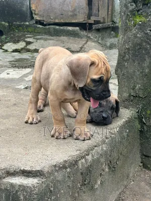 1-3 months Male Purebred Boerboel