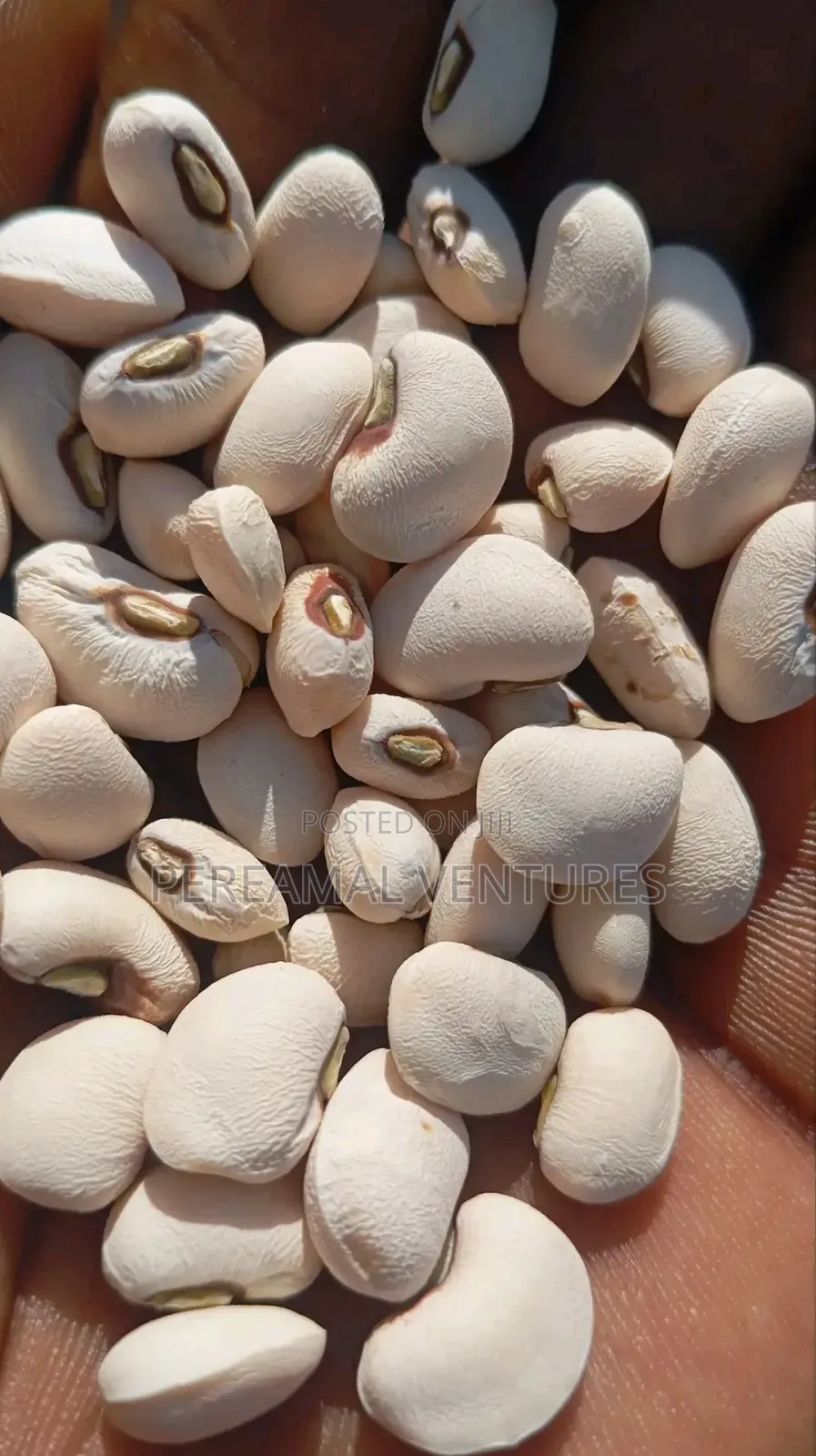 Kidney Beans