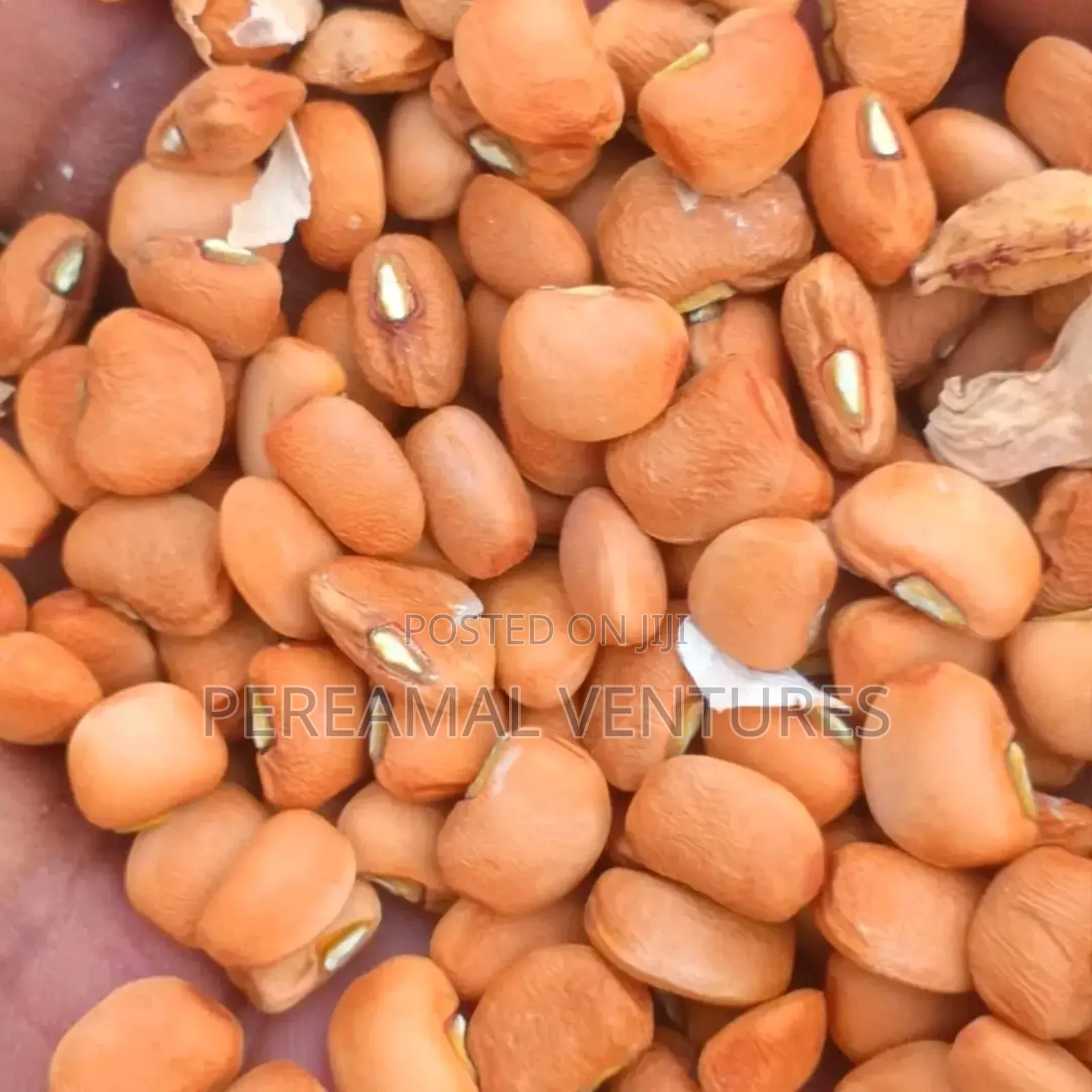 Kidney Beans