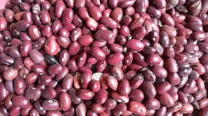 Kidney Beans