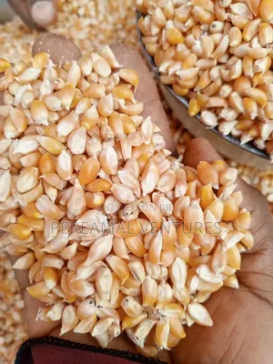 Popcorn Maize
