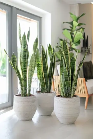 Unmatched Flower Pots