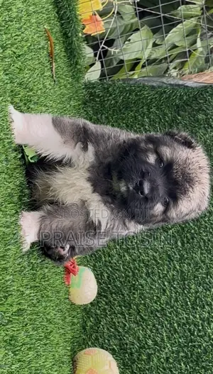 1-3 months Female Purebred Caucasian Shepherd