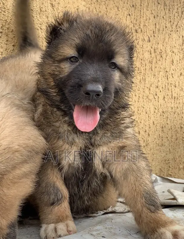 1-3 months Male Purebred Caucasian Shepherd in Egbe/Idimu Dogs