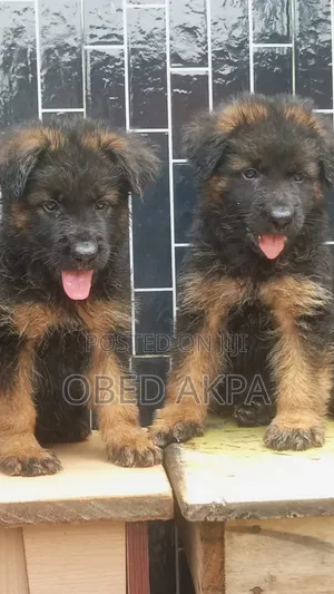 1-3 months Male Purebred German Shepherd