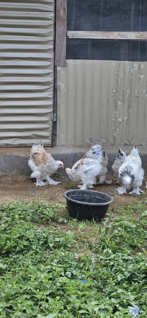 Brahmas And Silkies For Sale