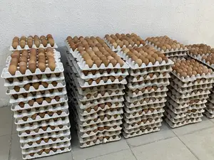 Fresh Farm Eggs (Medium Sizes)
