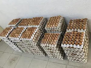 Fresh Farm Eggs (Medium Sizes)