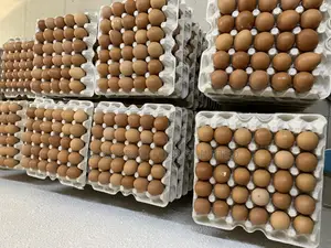 Fresh Farm Eggs (Medium Sizes)