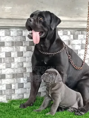 1-3 months Female Purebred Cane Corso