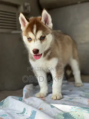 1-3 months Male Purebred Siberian Husky
