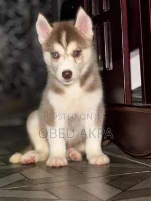 1-3 months Male Purebred Siberian Husky