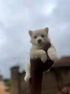 1-3 months Male Purebred American Eskimo