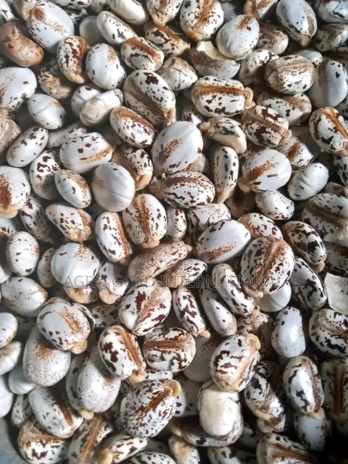 Castor Seed for Sale
