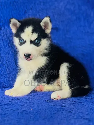 1-3 months Female Purebred Siberian Husky