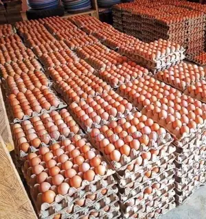 Fresh Farm Eggs (Medium Sizes)