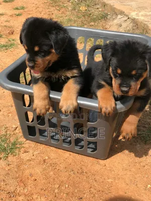 1-3 months Male Purebred Rottweiler