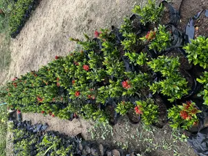 Ornamental Plants/ Flowers
