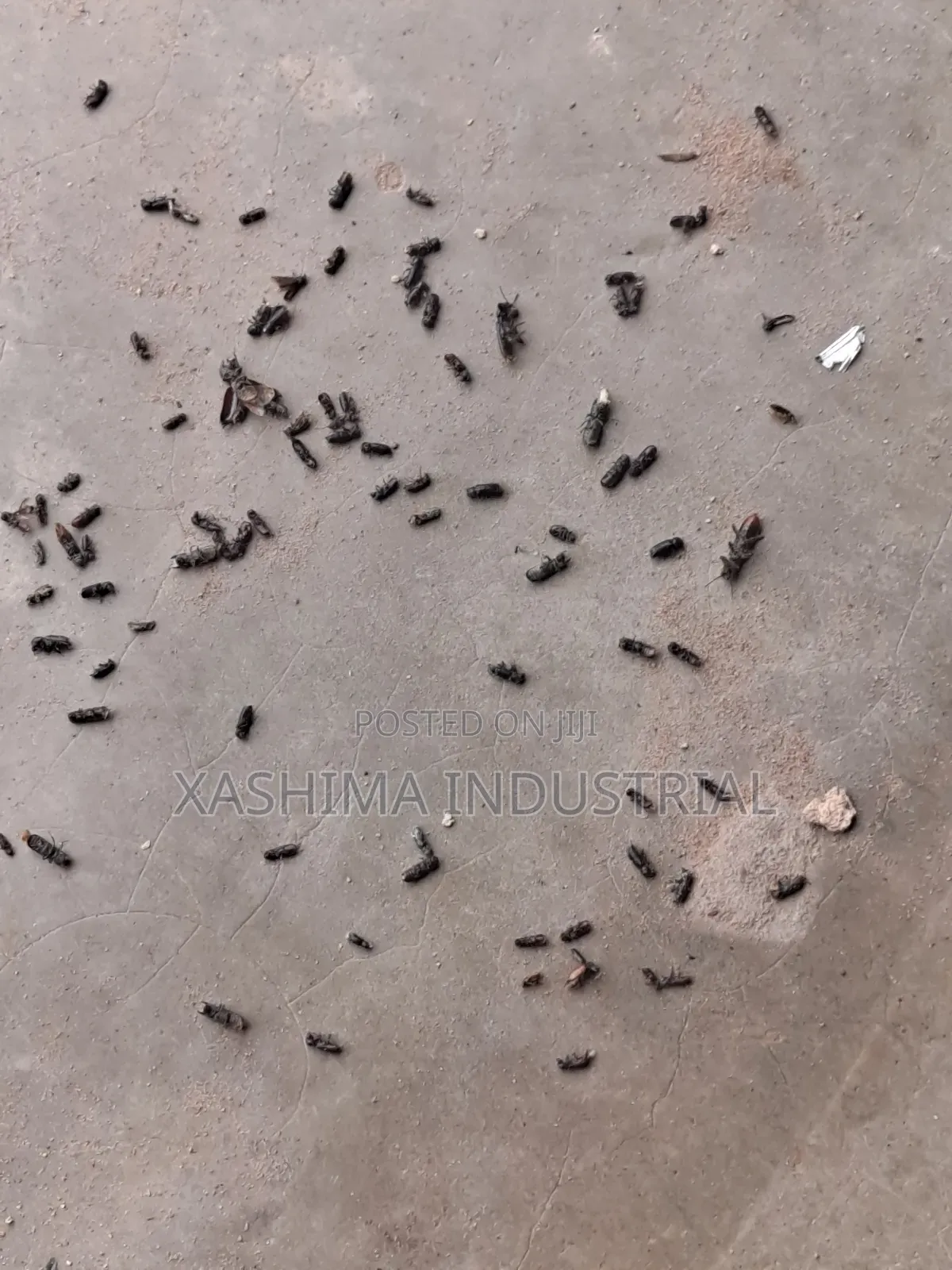 Industrial Cleaning and Fumigation