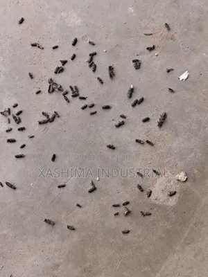 Industrial Cleaning and Fumigation