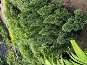 Ornament Palms