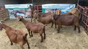 Boar and Kalahari Goats