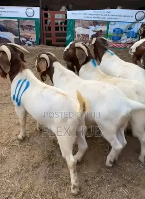 Boar and Kalahari Goats