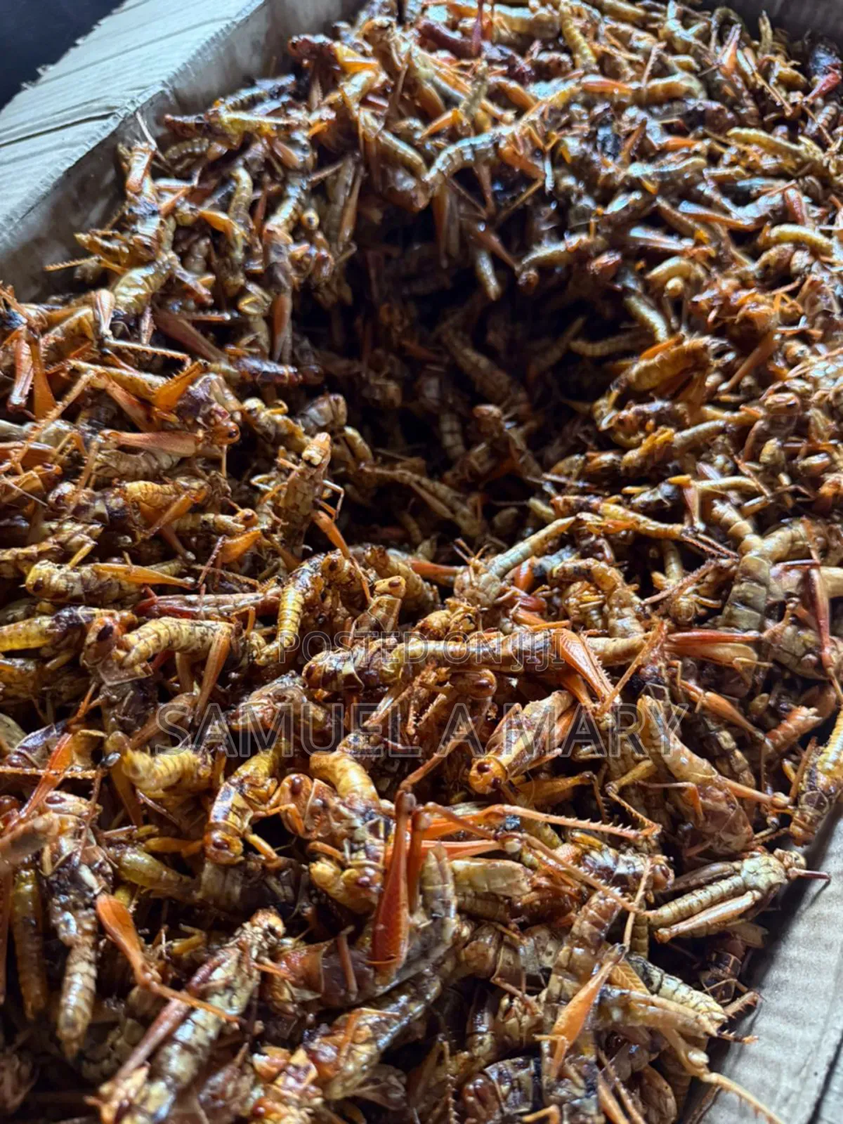 Grasshopper (Fara)