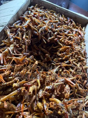 Grasshopper (Para)