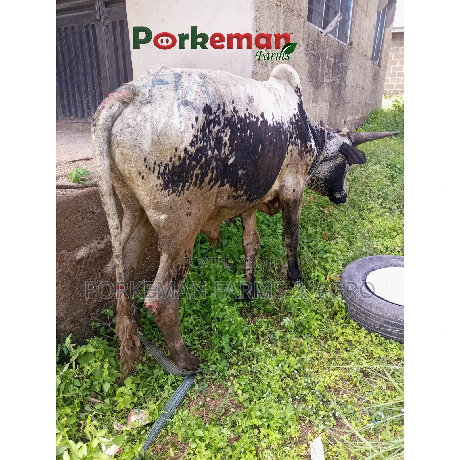 Party Size Cattle Breeding Stock