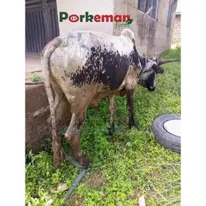Party Size Cattle Breeding Stock