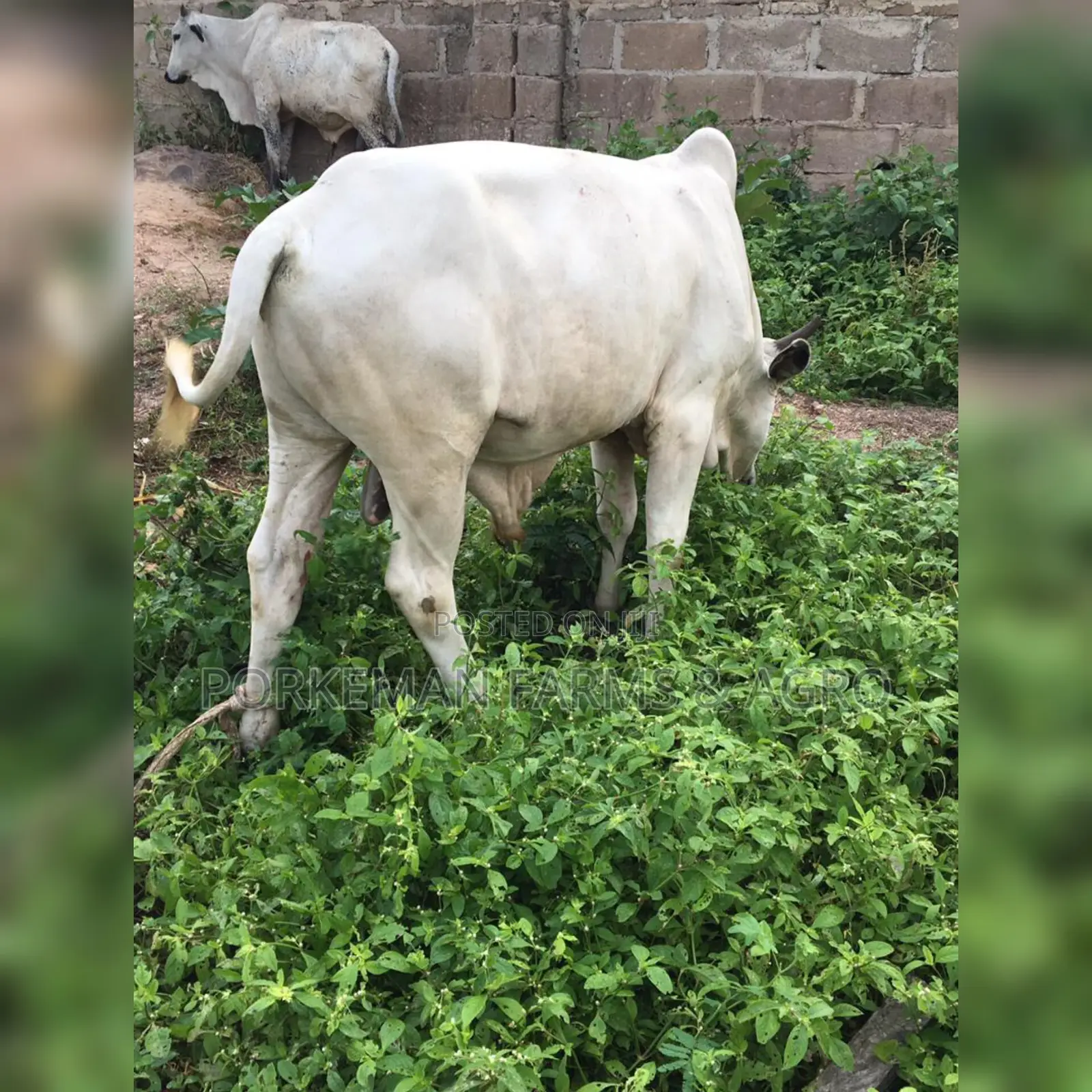 Party Size Cattle Breeding Stock