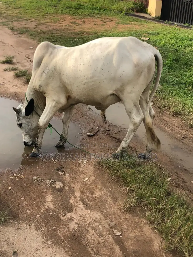 Party Size Cattle Breeding Stock