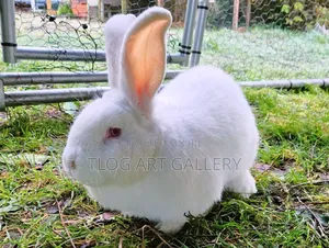 Flemish Giant Rabbit – White 
Purebred