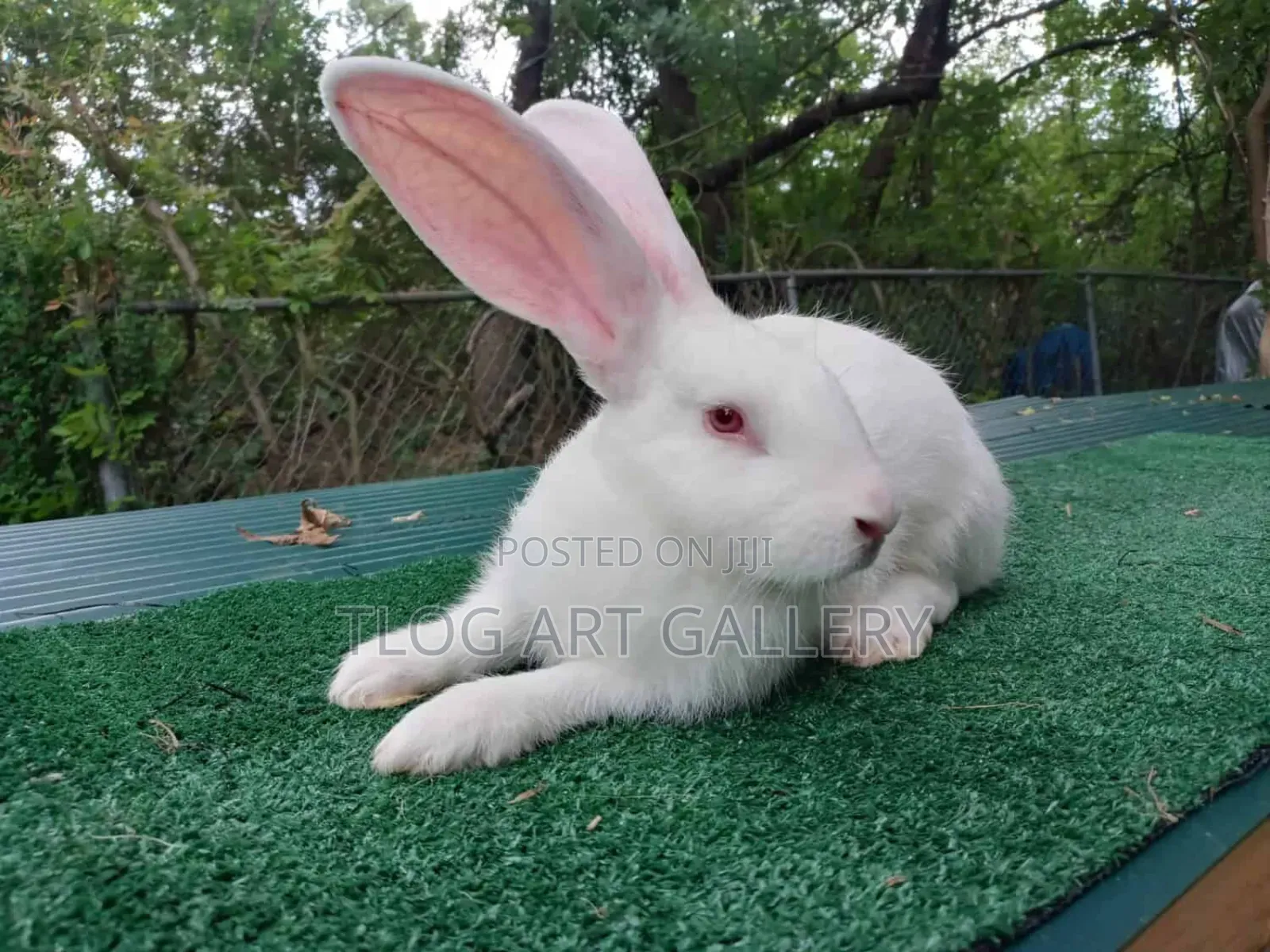 Flemish Giant Rabbit – White 
Purebred