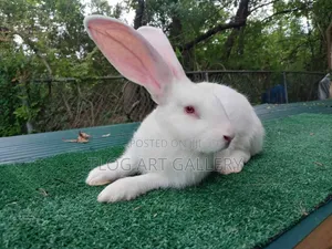 Flemish Giant Rabbit – White 
Purebred