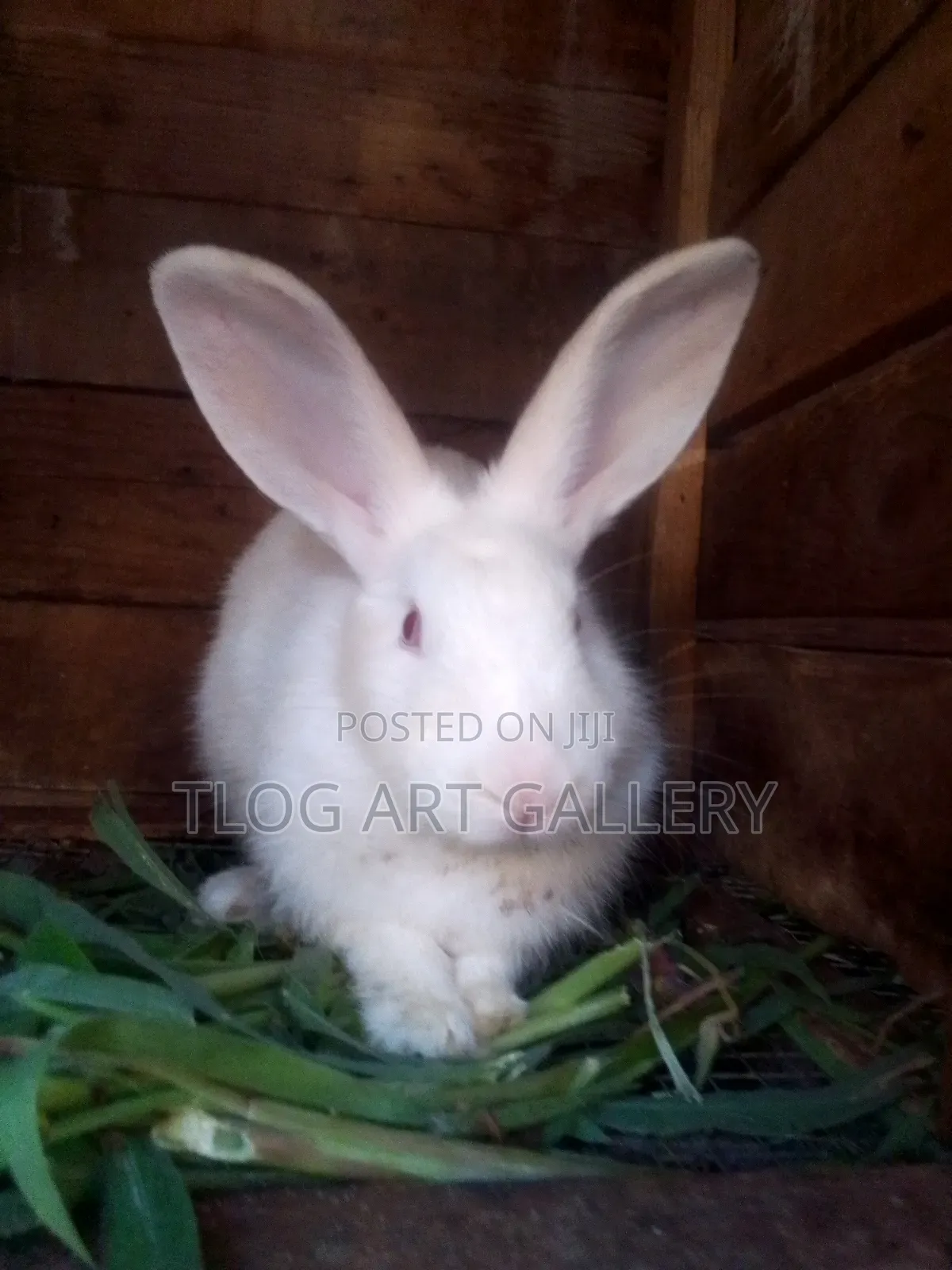 Flemish Giant Rabbit – White 
Purebred