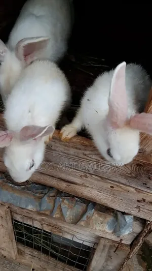 Flemish Giant Rabbit – White 
Purebred