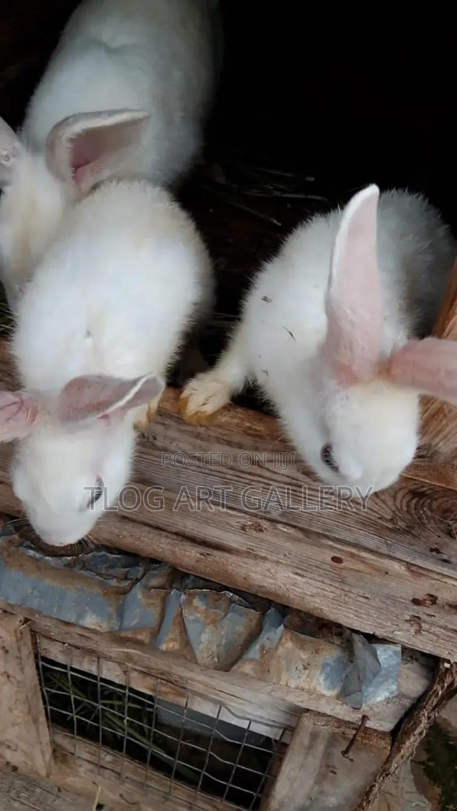 Flemish Giant Rabbit – White 
Purebred