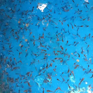Catfish (Hybrid Clarias) Is Available